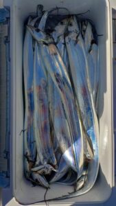 鳴門遊漁船 愛海 ジギング