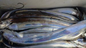 鳴門遊漁船 愛海 ジギング