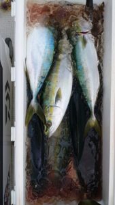 鳴門遊漁船 愛海 ジギング