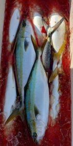 鳴門遊漁船 愛海 鯛ラバ