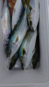 鳴門遊漁船 愛海 鯛ラバ