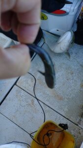 鳴門遊漁船 愛海 メバル