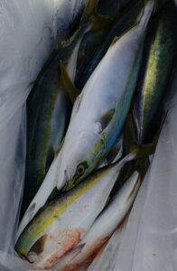 鳴門遊漁船 愛海 メバル