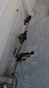 鳴門遊漁船 愛海 鯛ラバ