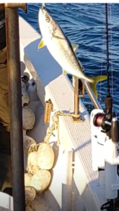 鳴門遊漁船 愛海 メバル