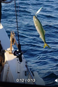 鳴門遊漁船 愛海 メバル