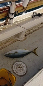 鳴門遊漁船 愛海 メバル