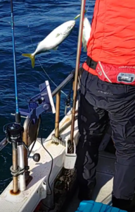 鳴門遊漁船 愛海 メバル