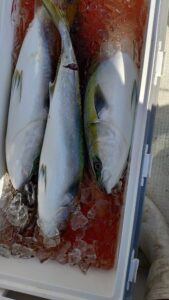 鳴門遊漁船 愛海 ジギング