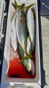 鳴門遊漁船 愛海 ジギング