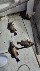 鳴門遊漁船 愛海 鯛ラバ