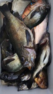 鳴門遊漁船 愛海 鯛ラバ