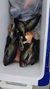 鳴門遊漁船 愛海 鯛ラバ