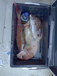 鳴門遊漁船 愛海 鯛ラバ