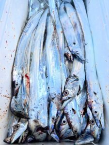 鳴門遊漁船 愛海 太刀魚