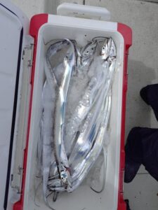 鳴門遊漁船 愛海 太刀魚