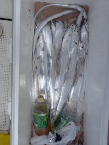 鳴門遊漁船 愛海 太刀魚