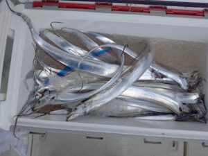鳴門遊漁船 愛海 太刀魚