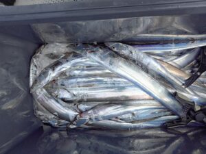 鳴門遊漁船 愛海 太刀魚