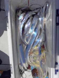 鳴門遊漁船 愛海 太刀魚