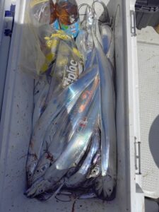 鳴門遊漁船 愛海 太刀魚