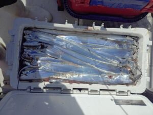 鳴門遊漁船 愛海 太刀魚