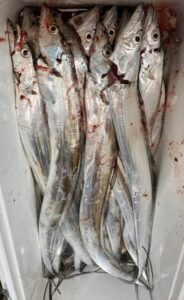 鳴門遊漁船 愛海 太刀魚