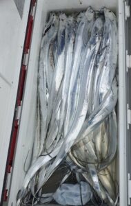 鳴門遊漁船 愛海 太刀魚