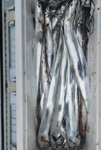 鳴門遊漁船 愛海 太刀魚