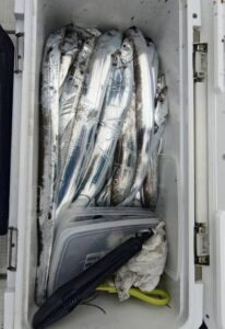 鳴門遊漁船 愛海 太刀魚
